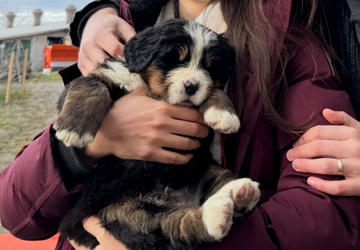 Balu the Bernese Mountain Dog