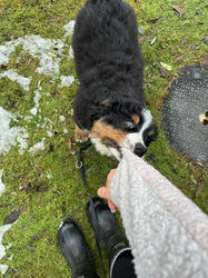 Balu the Bernese Mountain Dog