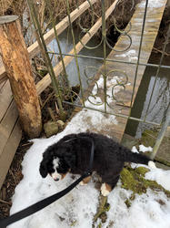 Balu the Bernese Mountain Dog