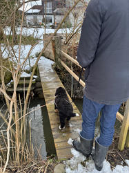 Balu the Bernese Mountain Dog