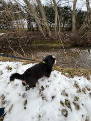 Balu the Bernese Mountain Dog