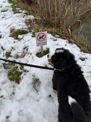 Balu the Bernese Mountain Dog