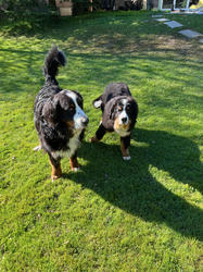 Balu the Bernese Mountain Dog