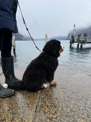 Balu the Bernese Mountain Dog