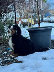 Balu the Bernese Mountain Dog