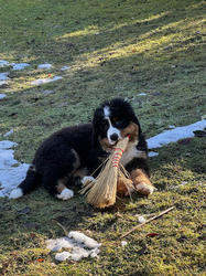 Balu the Bernese Mountain Dog
