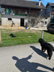 Balu the Bernese Mountain Dog