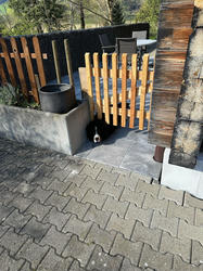 Balu the Bernese Mountain Dog