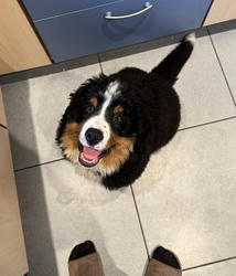 Balu the Bernese Mountain Dog