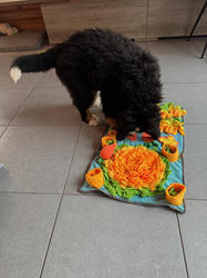 Balu the Bernese Mountain Dog