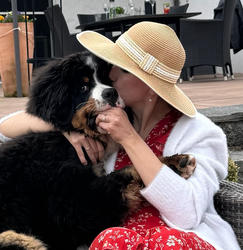 Balu the Bernese Mountain Dog