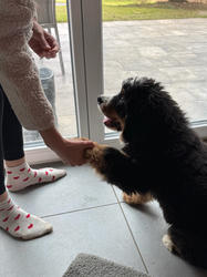Balu the Bernese Mountain Dog