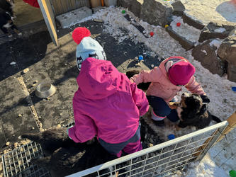 Balu the Bernese Mountain Dog