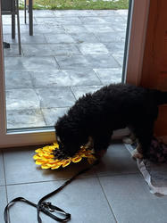 Balu the Bernese Mountain Dog