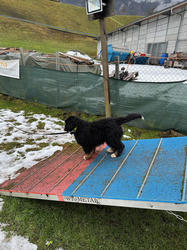 Balu the Bernese Mountain Dog