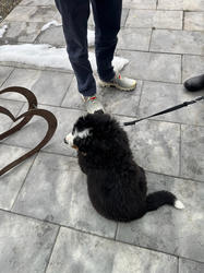 Balu the Bernese Mountain Dog