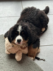 Balu the Bernese Mountain Dog