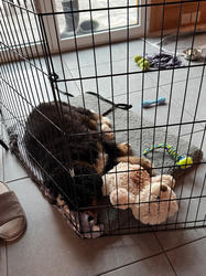 Balu the Bernese Mountain Dog