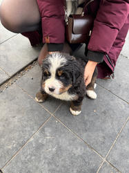 Balu the Bernese Mountain Dog
