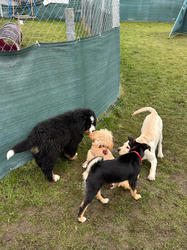 Balu the Bernese Mountain Dog