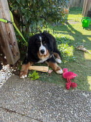 Balu the Bernese Mountain Dog