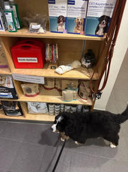 Balu the Bernese Mountain Dog