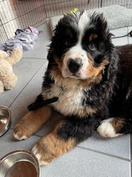 Balu the Bernese Mountain Dog
