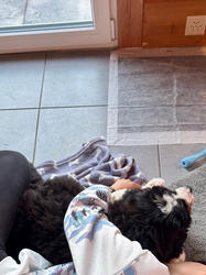 Balu the Bernese Mountain Dog