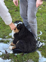 Balu the Bernese Mountain Dog