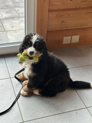 Balu the Bernese Mountain Dog