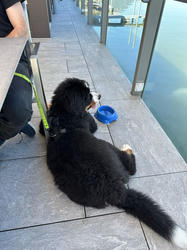 Balu the Bernese Mountain Dog