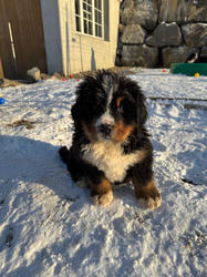 Balu the Bernese Mountain Dog