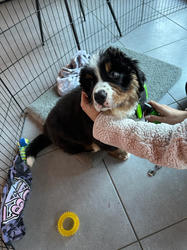 Balu the Bernese Mountain Dog