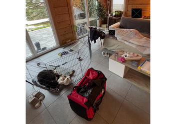 Balu the Bernese Mountain Dog