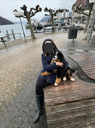 Balu the Bernese Mountain Dog