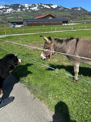 Balu the Bernese Mountain Dog