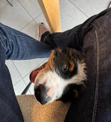 Balu the Bernese Mountain Dog