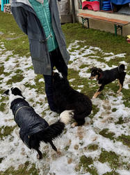 Balu the Bernese Mountain Dog