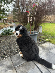 Balu the Bernese Mountain Dog
