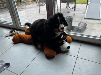 Balu the Bernese Mountain Dog