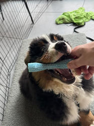 Balu the Bernese Mountain Dog