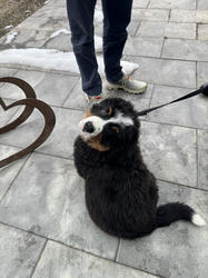 Balu the Bernese Mountain Dog