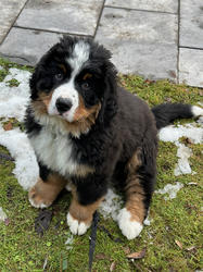Balu the Bernese Mountain Dog