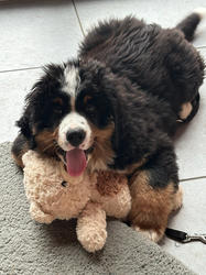 Balu the Bernese Mountain Dog