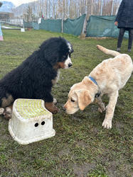 Balu the Bernese Mountain Dog
