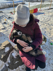 Balu the Bernese Mountain Dog
