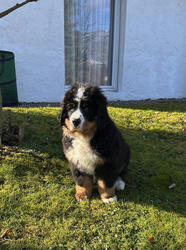 Balu the Bernese Mountain Dog