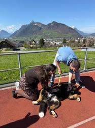 Balu the Bernese Mountain Dog