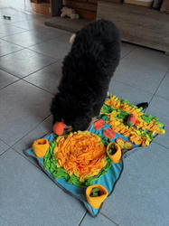 Balu the Bernese Mountain Dog