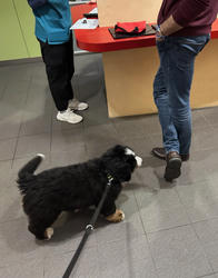 Balu the Bernese Mountain Dog